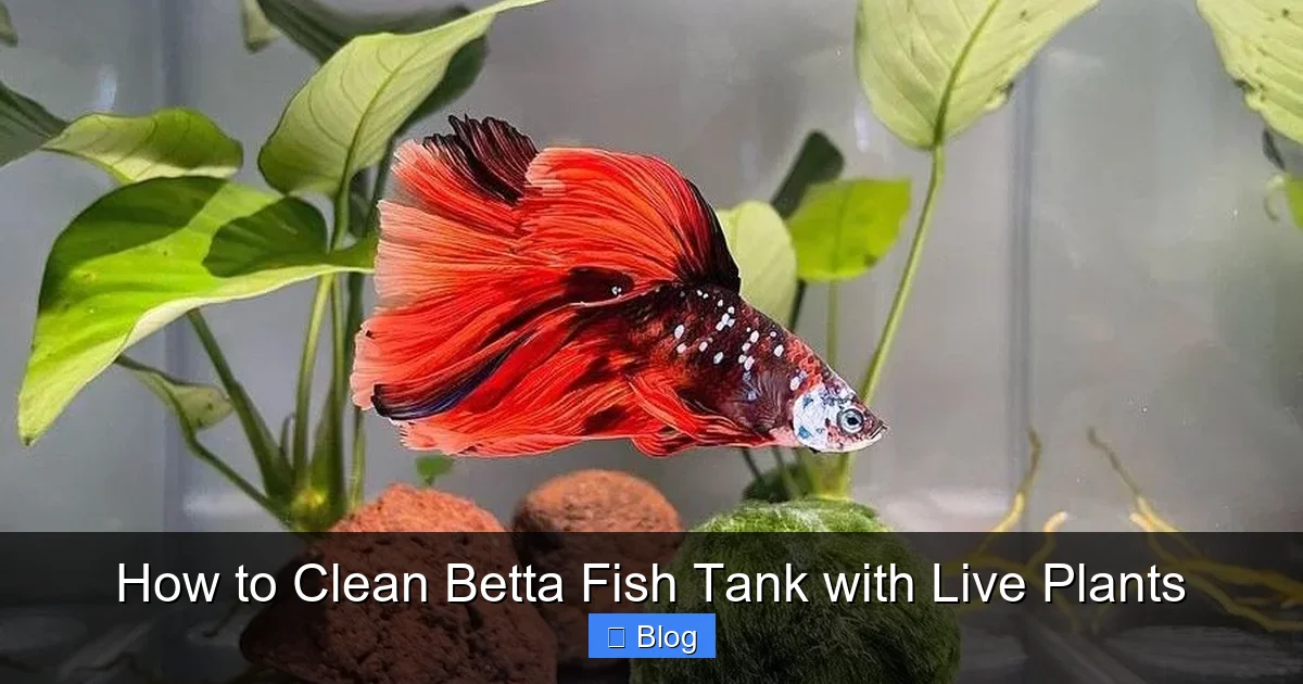 How to Clean Betta Fish Tank with Live Plants