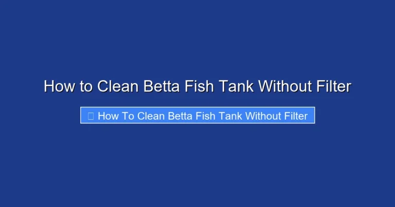 How to Clean Betta Fish Tank Without Filter