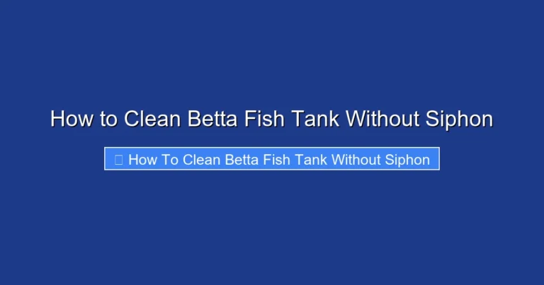 How to Clean Betta Fish Tank Without Siphon