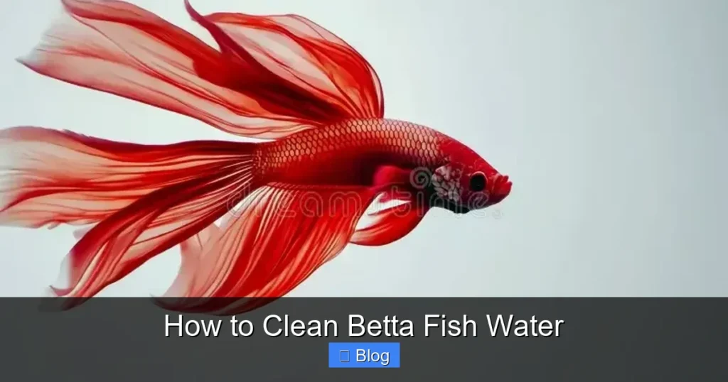 How to Clean Betta Fish Water