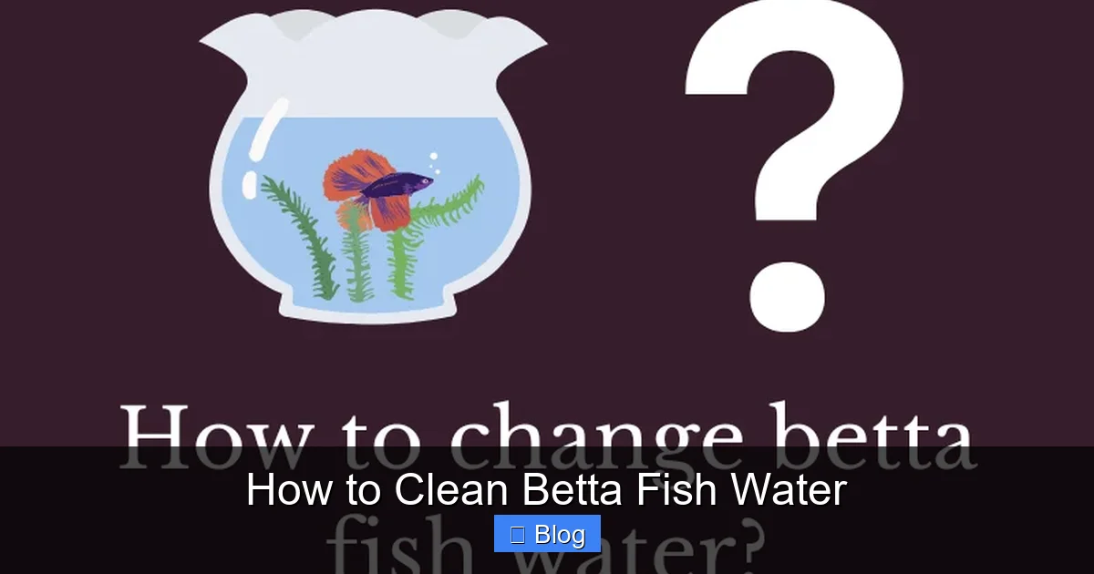 How to Clean Betta Fish Water