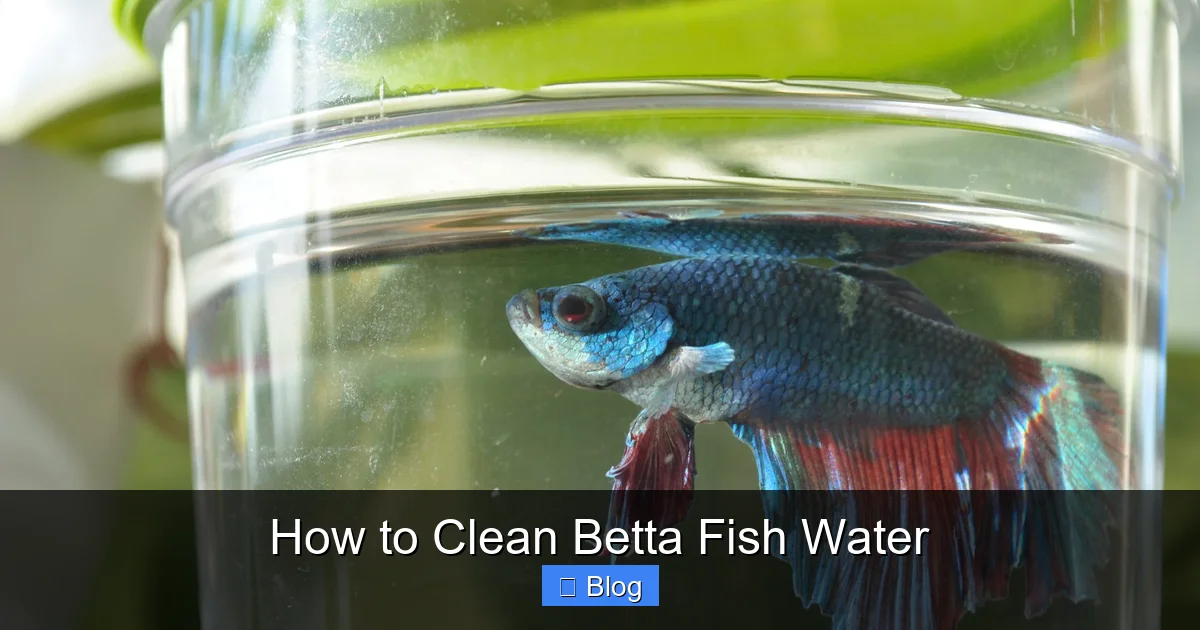 How to Clean Betta Fish Water
