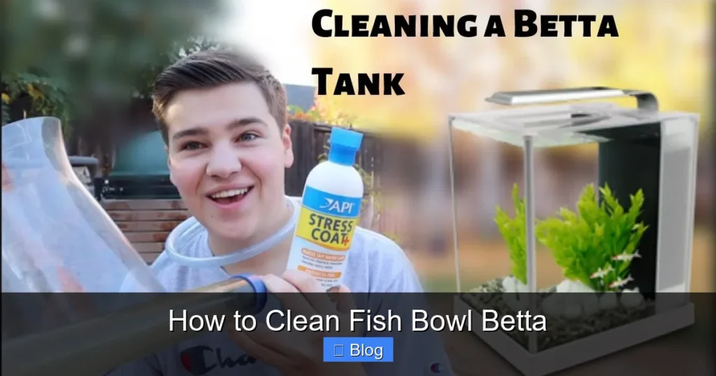 How to Clean Fish Bowl Betta