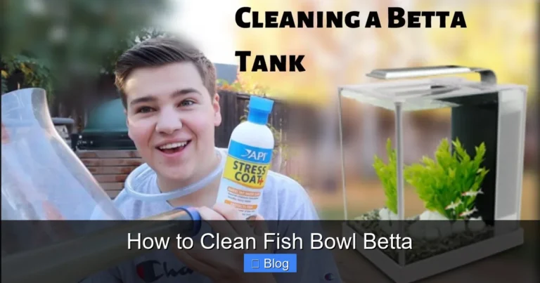 How to Clean Fish Bowl Betta