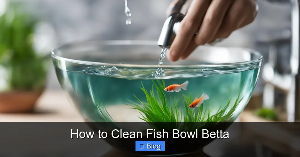 How to Clean Fish Bowl Betta