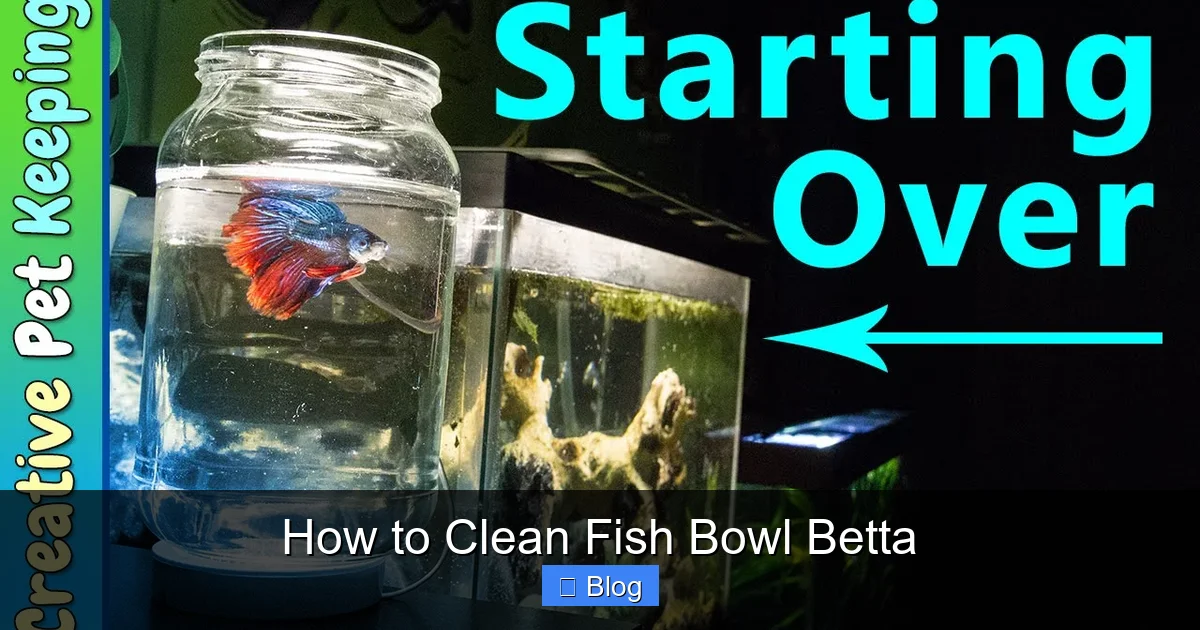 How to Clean Fish Bowl Betta