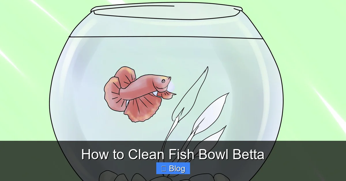How to Clean Fish Bowl Betta