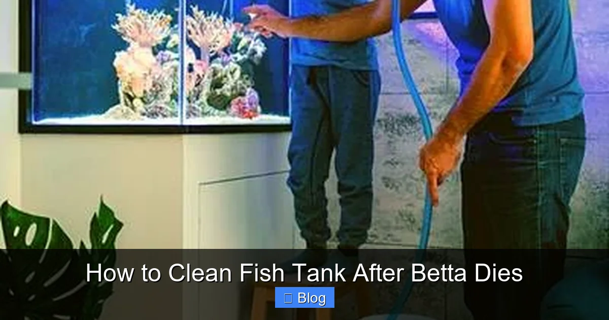 How to Clean Fish Tank After Betta Dies