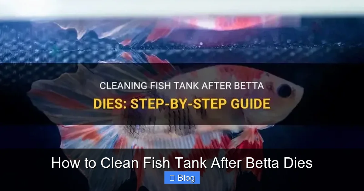 How to Clean Fish Tank After Betta Dies