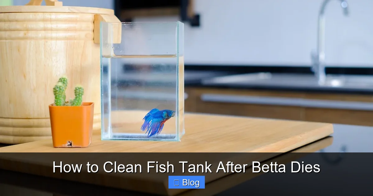 How to Clean Fish Tank After Betta Dies