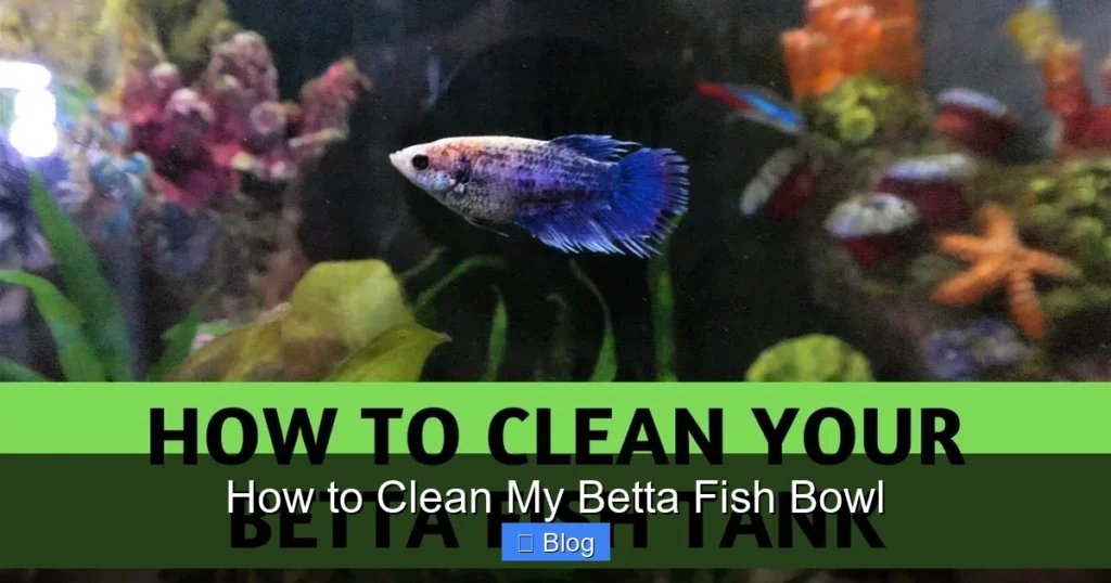 How to Clean My Betta Fish Bowl