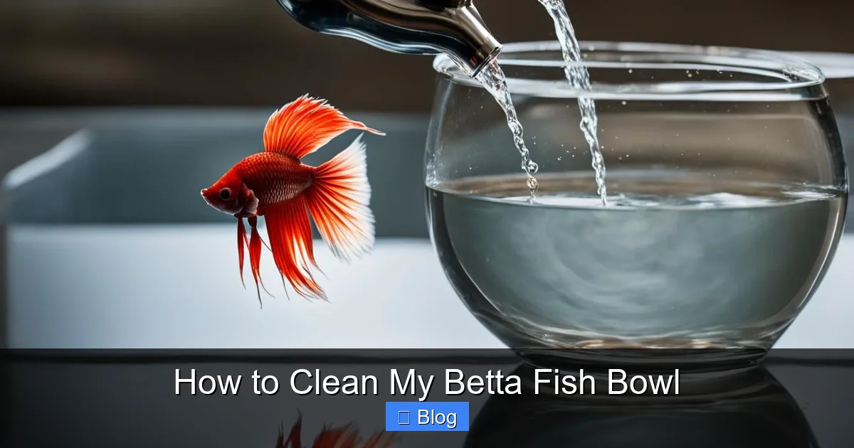 How to Clean My Betta Fish Bowl