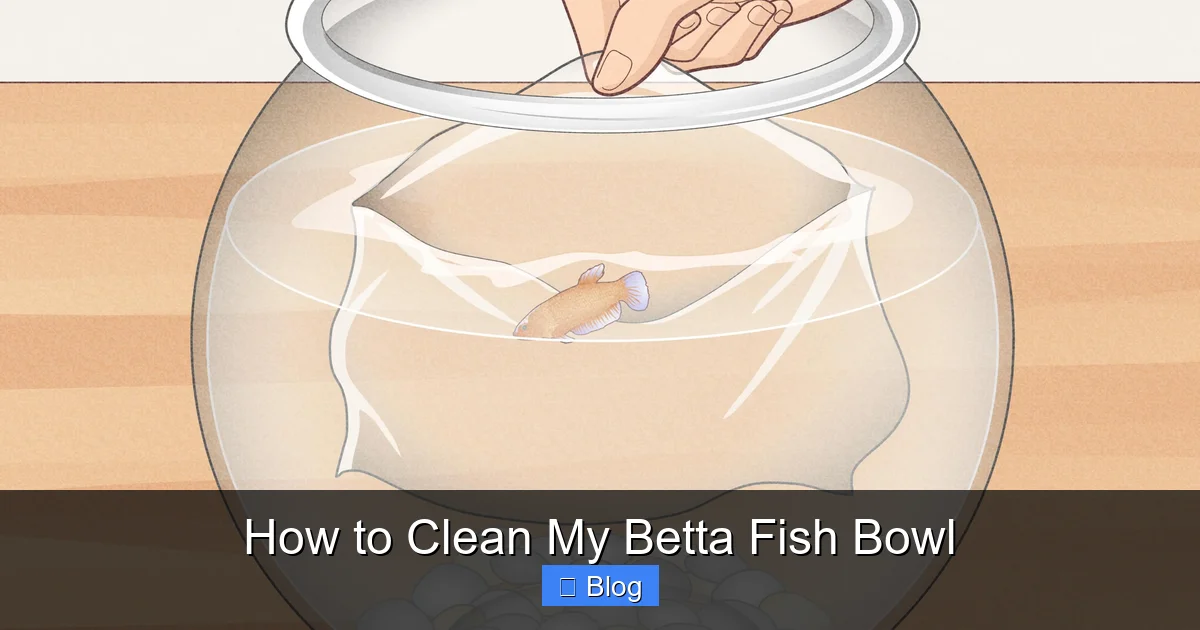 How to Clean My Betta Fish Bowl