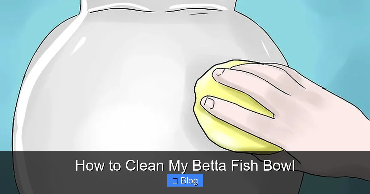 How to Clean My Betta Fish Bowl