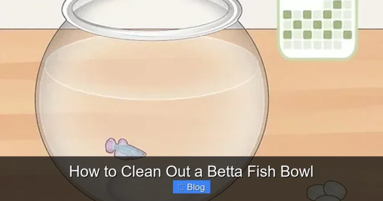 How to Clean Out a Betta Fish Bowl