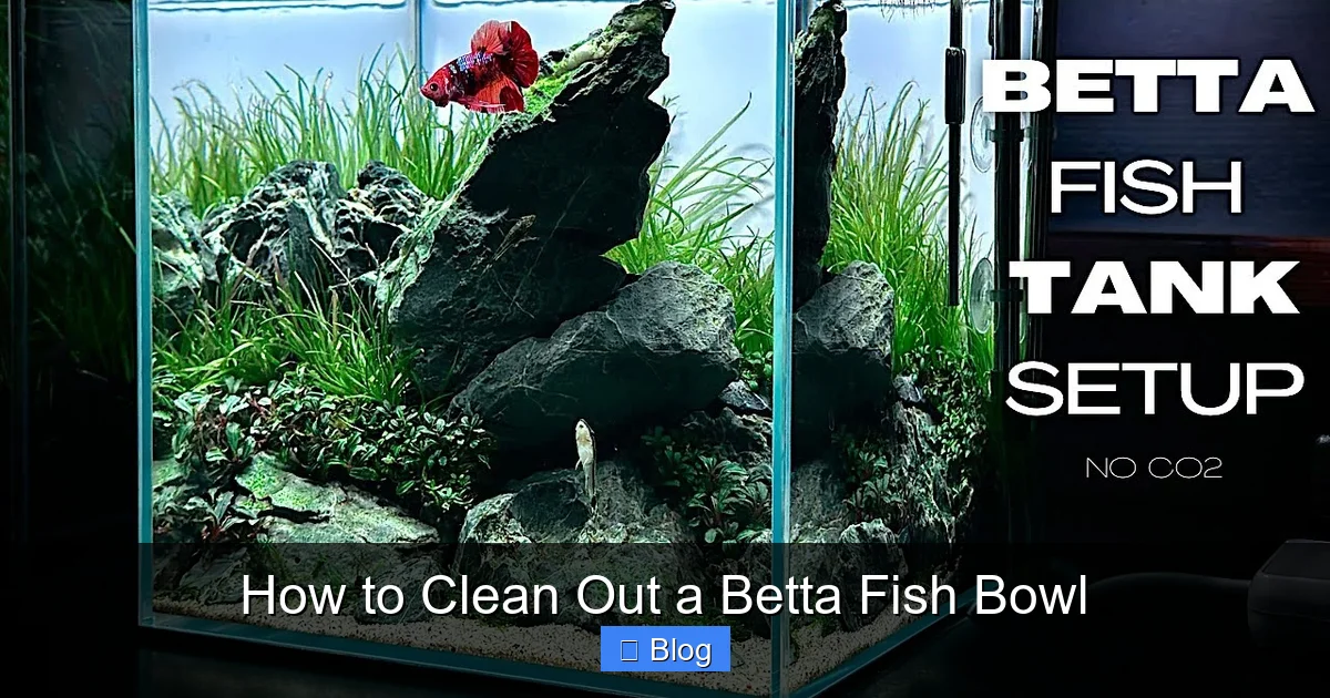 How to Clean Out a Betta Fish Bowl