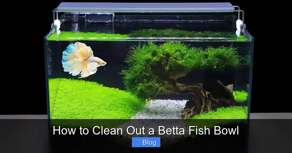 How to Clean Out a Betta Fish Bowl