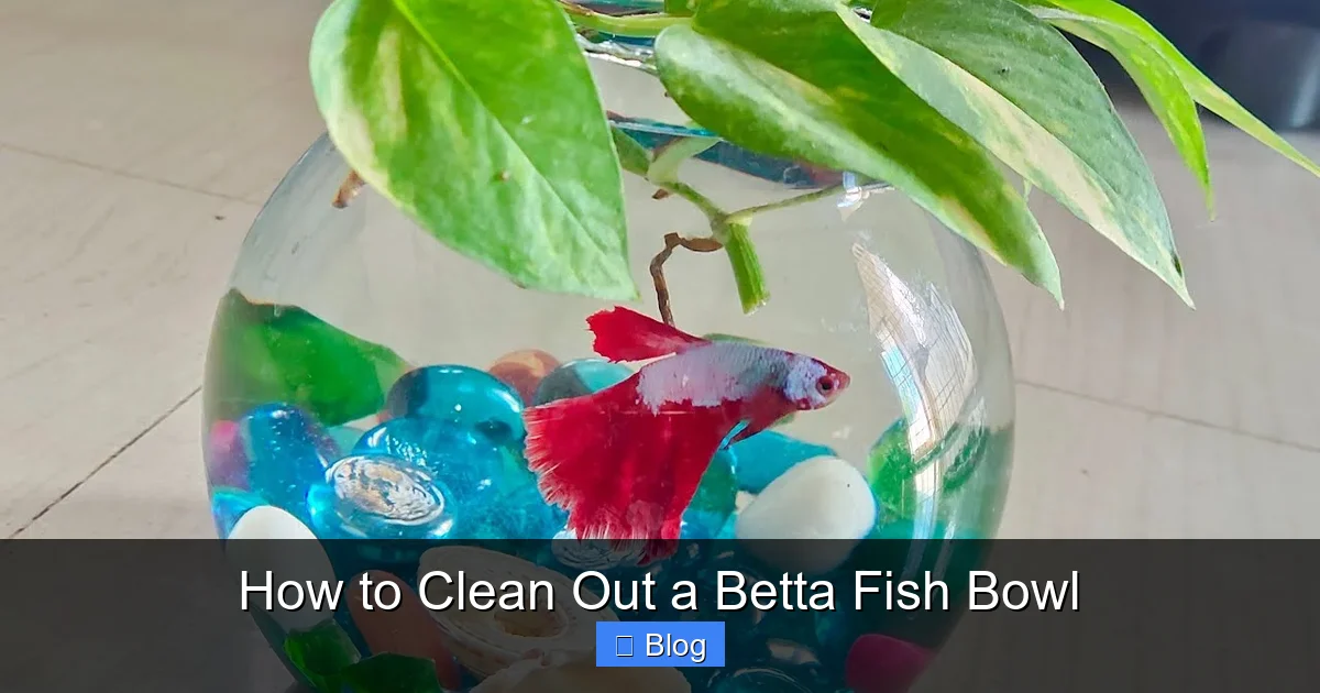 How to Clean Out a Betta Fish Bowl