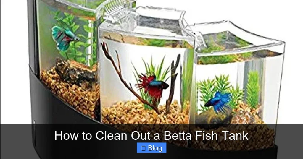 How to Clean Out a Betta Fish Tank