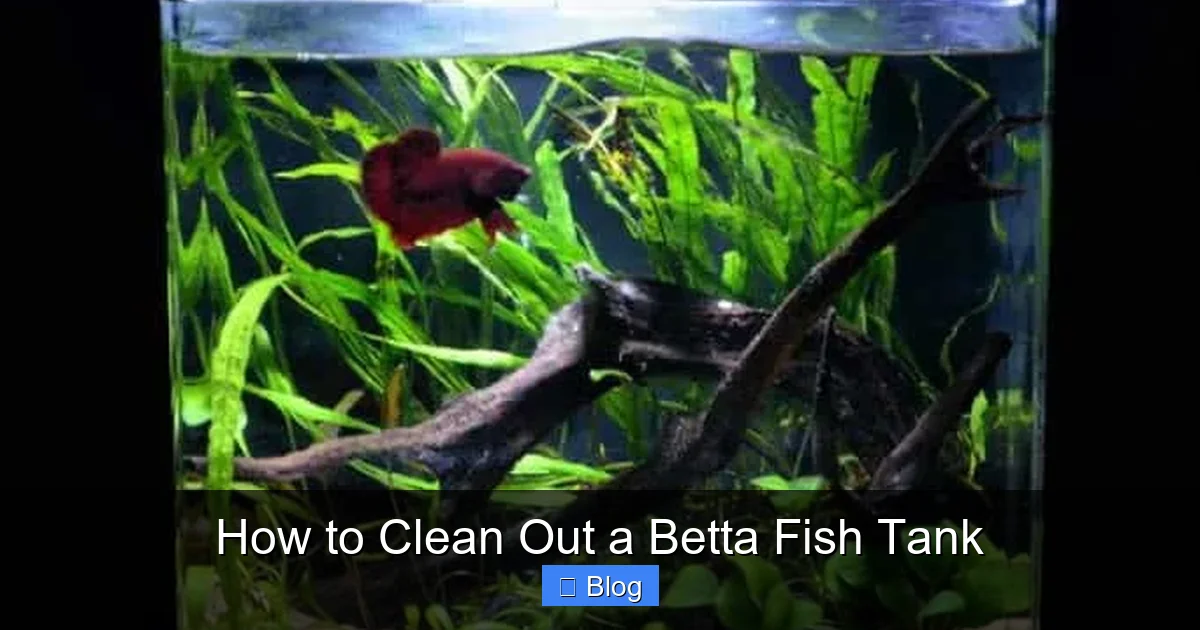 How to Clean Out a Betta Fish Tank