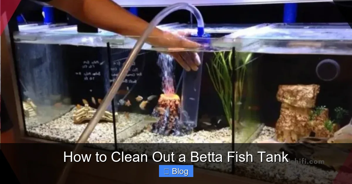 How to Clean Out a Betta Fish Tank