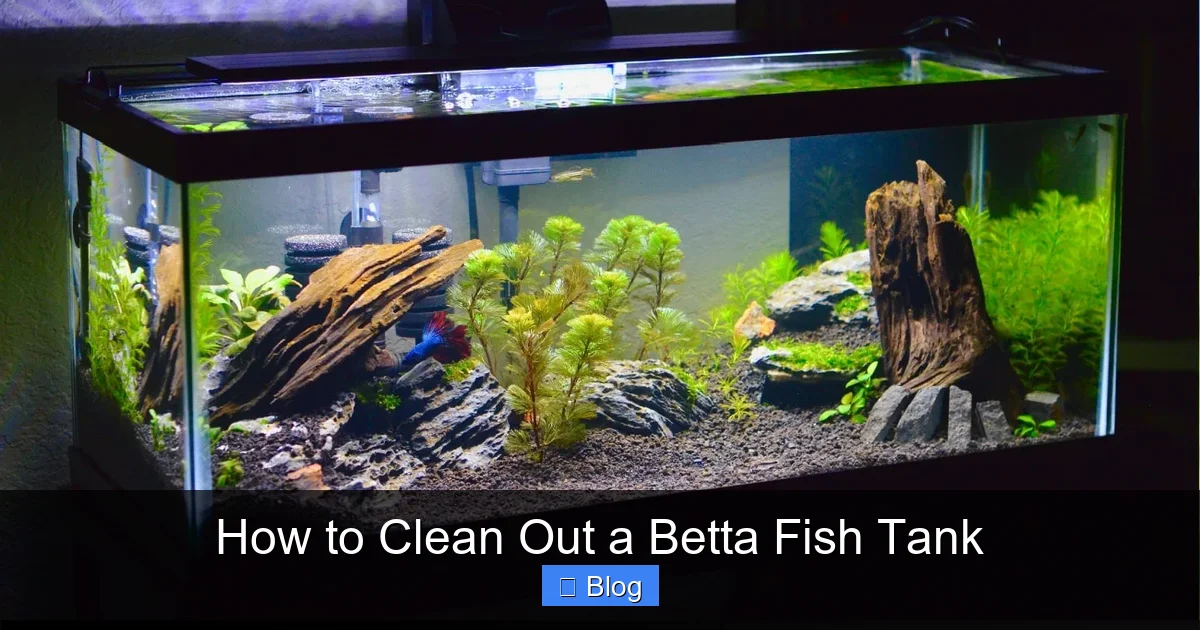 How to Clean Out a Betta Fish Tank