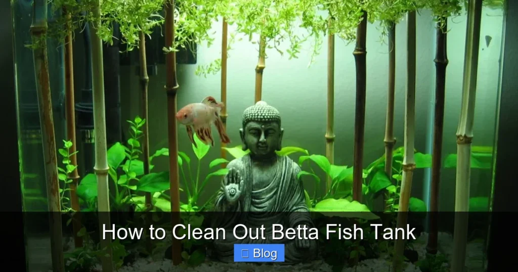 How to Clean Out Betta Fish Tank