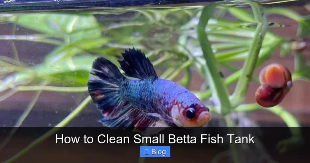How to Clean Small Betta Fish Tank