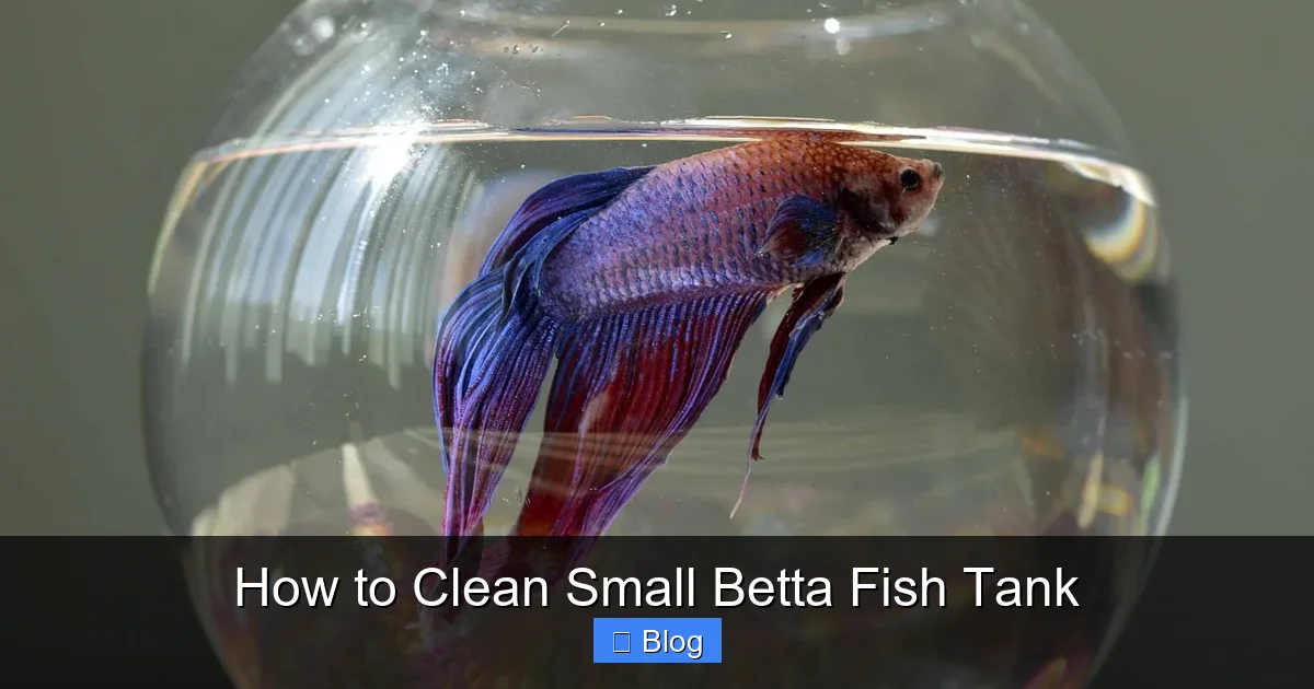 How to Clean Small Betta Fish Tank