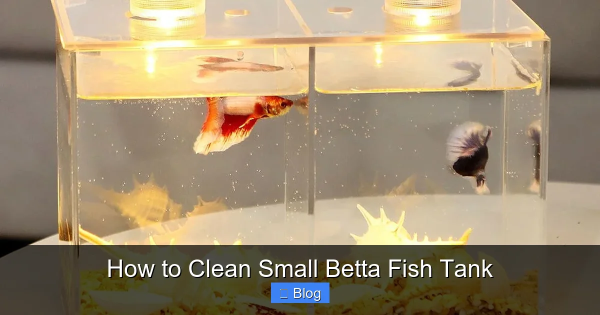 How to Clean Small Betta Fish Tank