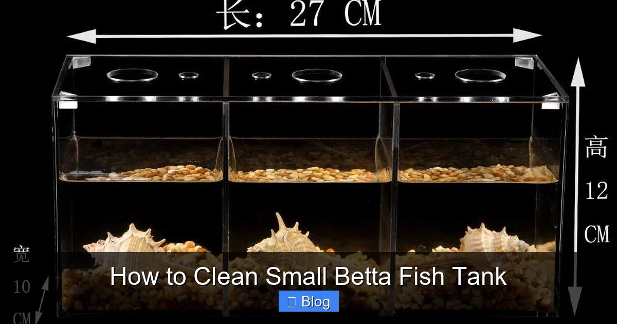 How to Clean Small Betta Fish Tank