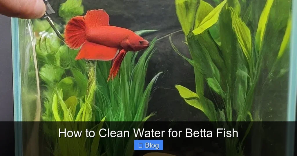 How to Clean Water for Betta Fish