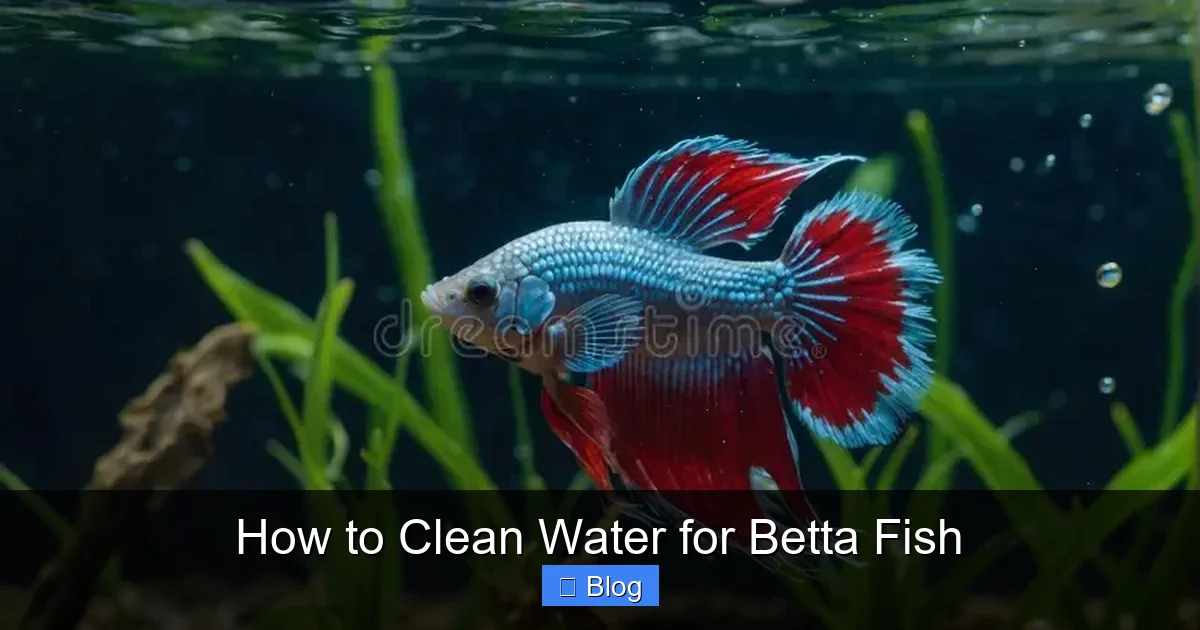 How to Clean Water for Betta Fish