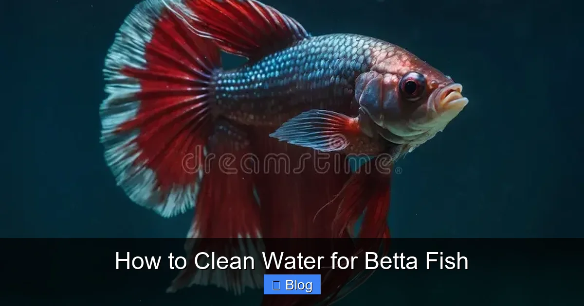 How to Clean Water for Betta Fish