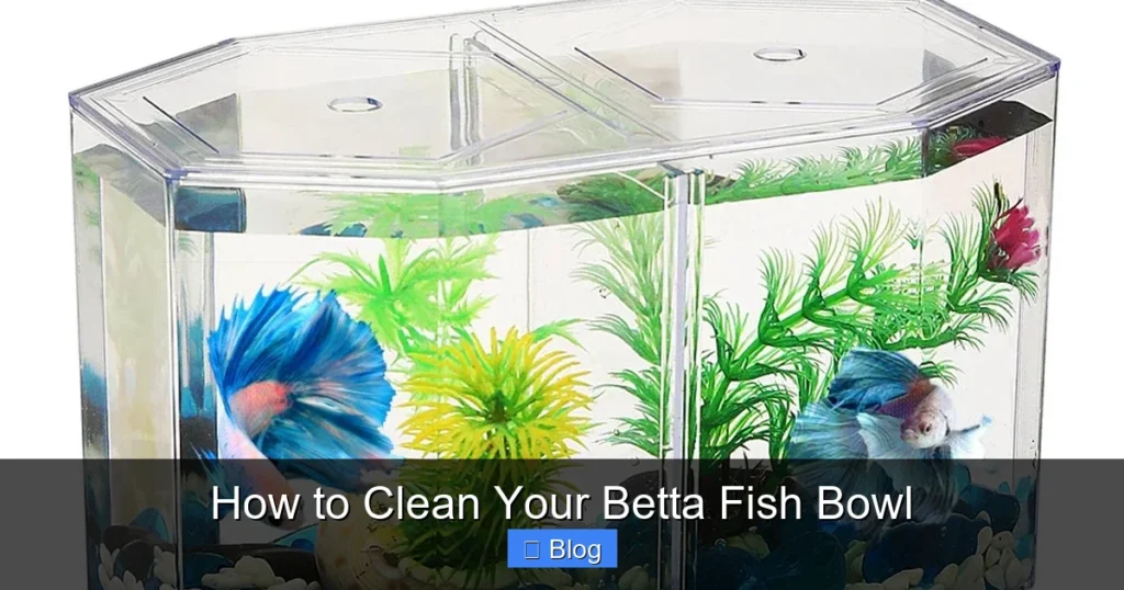 How to Clean Your Betta Fish Bowl