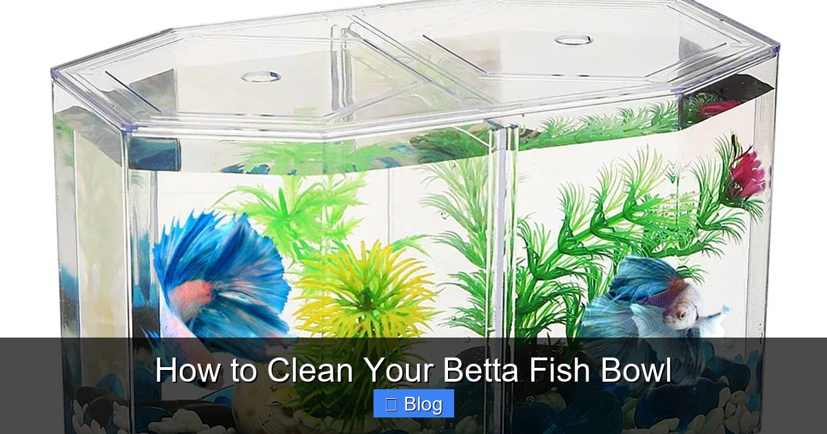 How to Clean Your Betta Fish Bowl