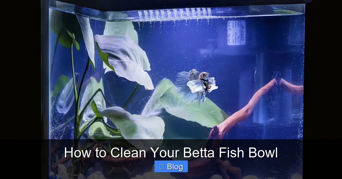 How to Clean Your Betta Fish Bowl