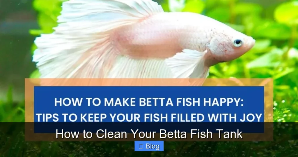 How to Clean Your Betta Fish Tank