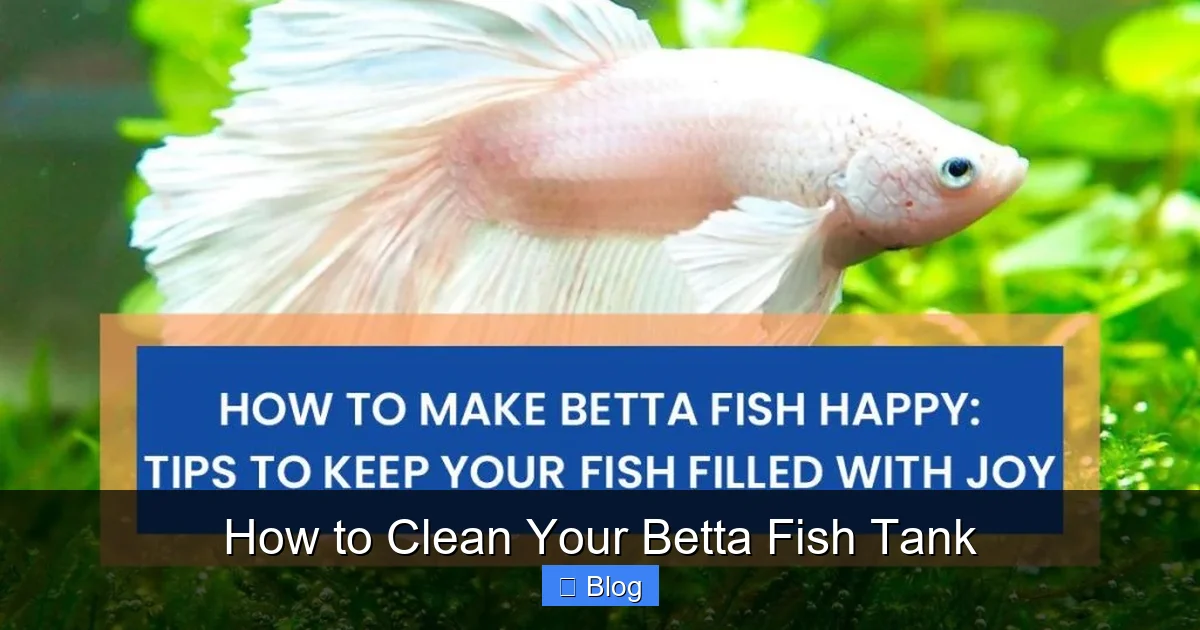 How to Clean Your Betta Fish Tank