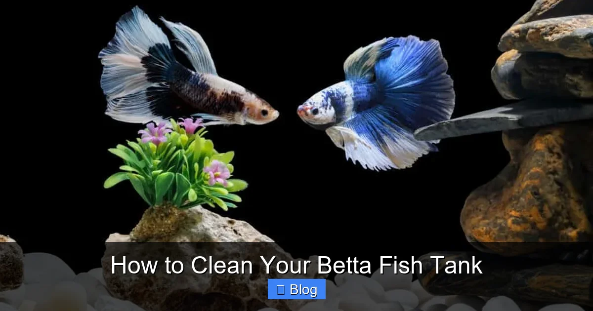 How to Clean Your Betta Fish Tank