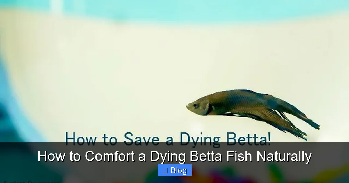 How to Comfort a Dying Betta Fish Naturally