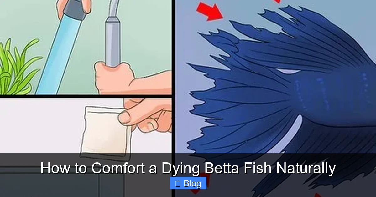 How to Comfort a Dying Betta Fish Naturally