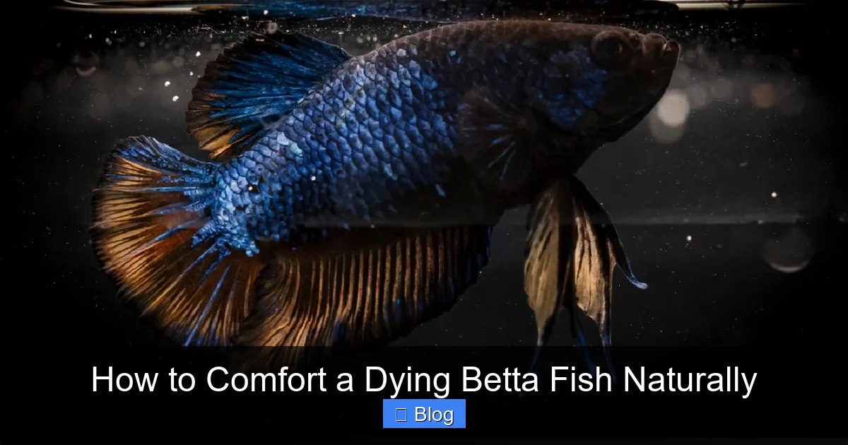 How to Comfort a Dying Betta Fish Naturally