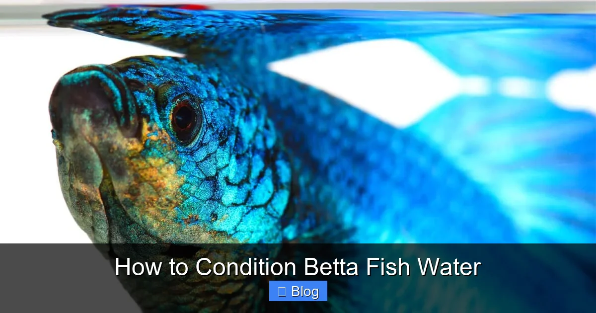 How to Condition Betta Fish Water