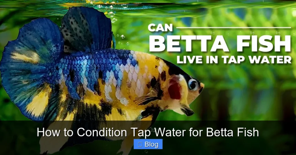 How to Condition Tap Water for Betta Fish