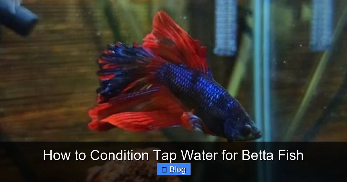 How to Condition Tap Water for Betta Fish
