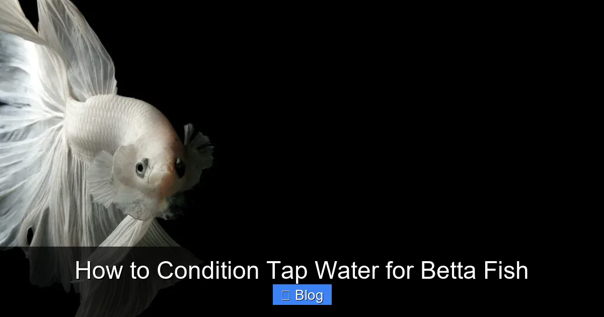 How to Condition Tap Water for Betta Fish