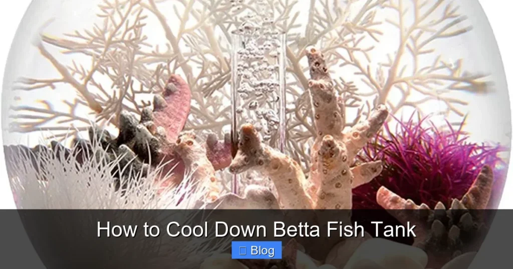 How to Cool Down Betta Fish Tank