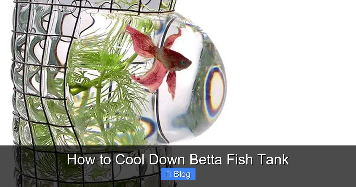 How to Cool Down Betta Fish Tank