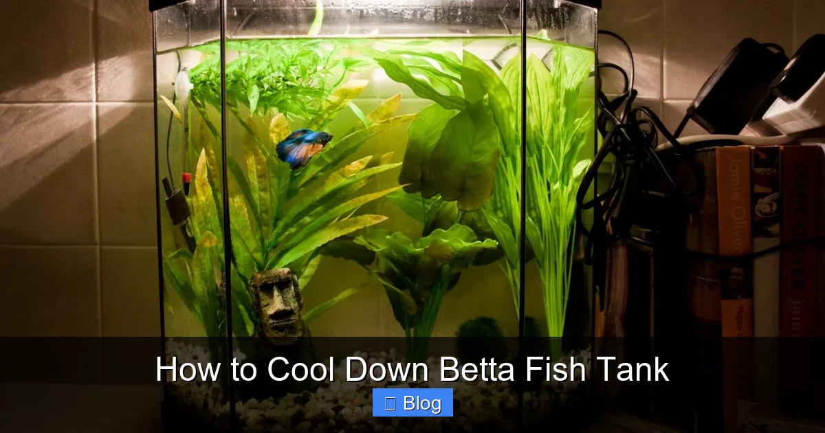 How to Cool Down Betta Fish Tank